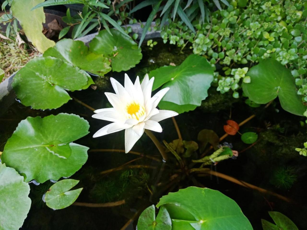 A Lanna Boutique House Hotell Chiang Mai Exteriör bild